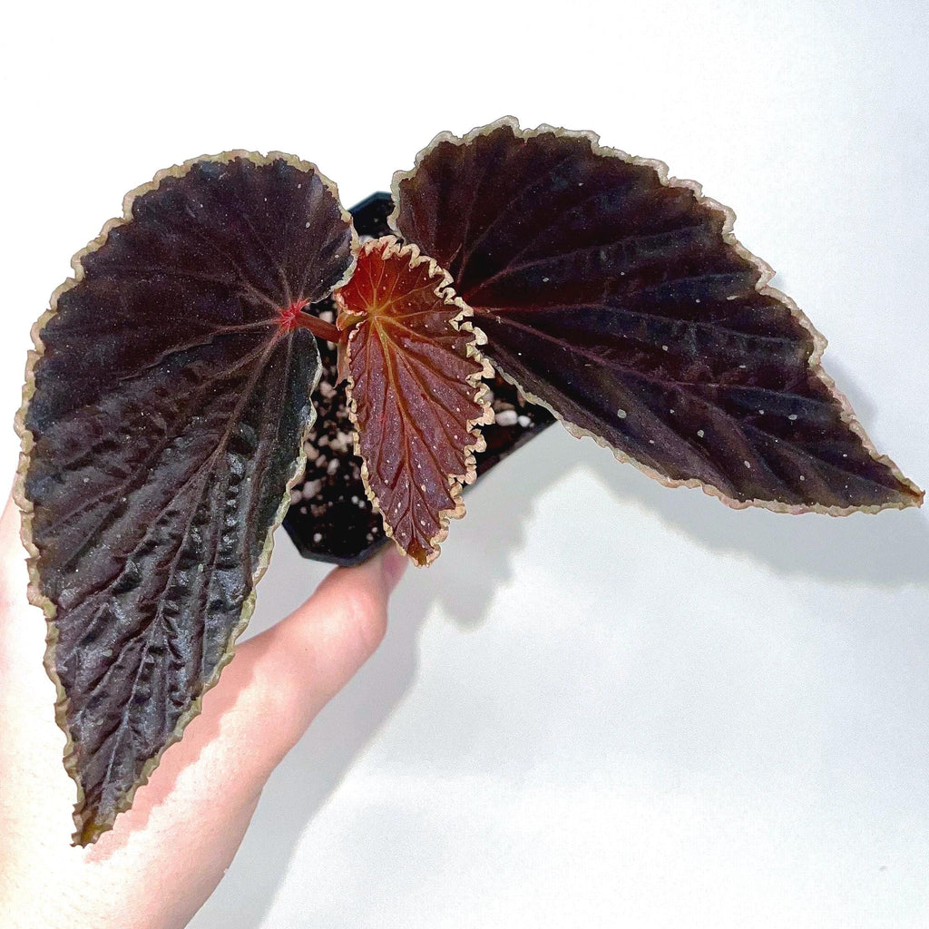 Botanicaz Begonia 56 V.4