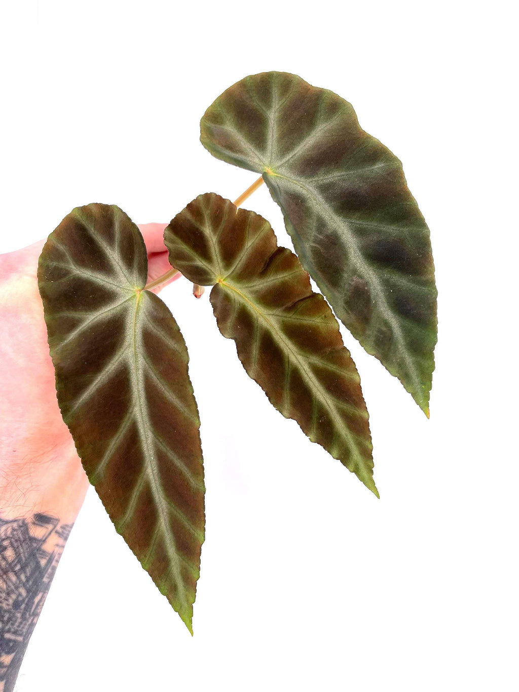 BEGONIA CUTTING COMBO Botanicaz 8, Grey Feather, Botanicaz 17, Super Chloro