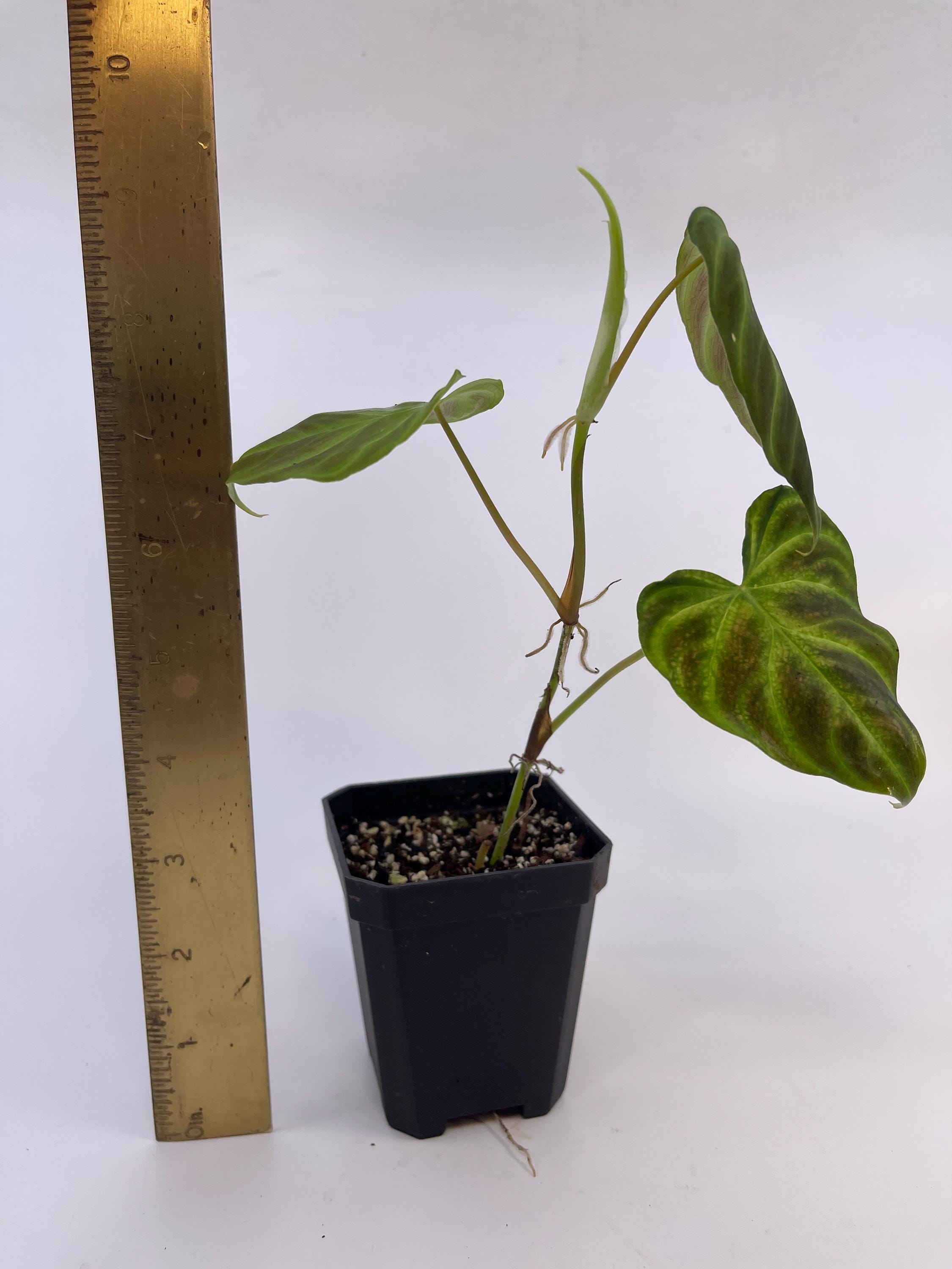 Philodendron sp. verrucosum (Can acclimate to house conditions)