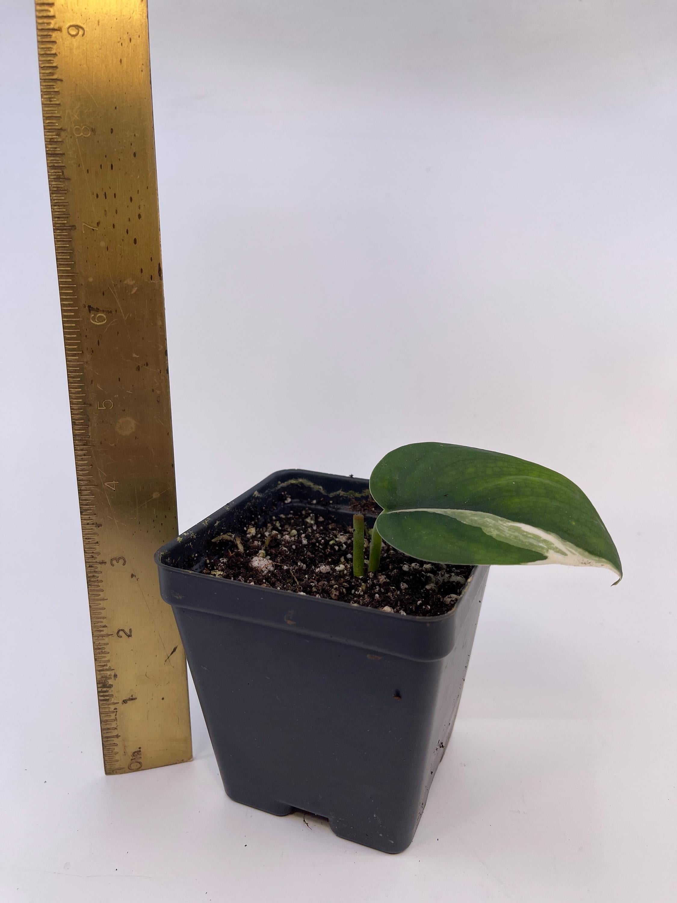 Low Variegated Jade Scindapsus Potted Mid Cut