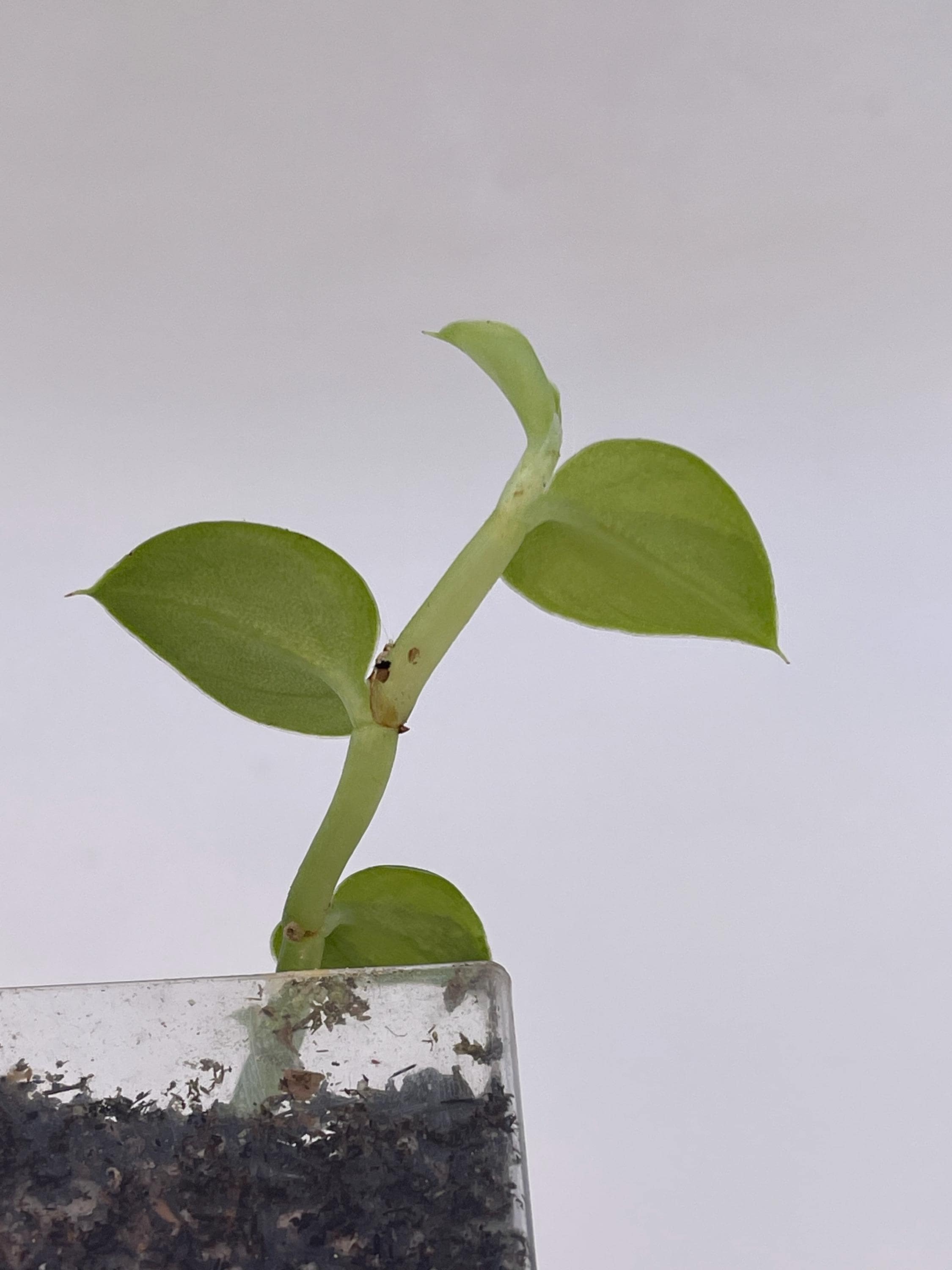 Variegated hayii (rooted cutting)