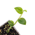 Variegated hayii (rooted cutting)
