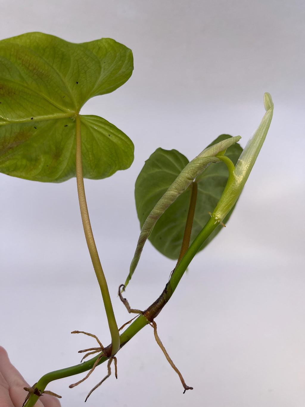 Philodendron sp. verrucosum (Can acclimate to house conditions)