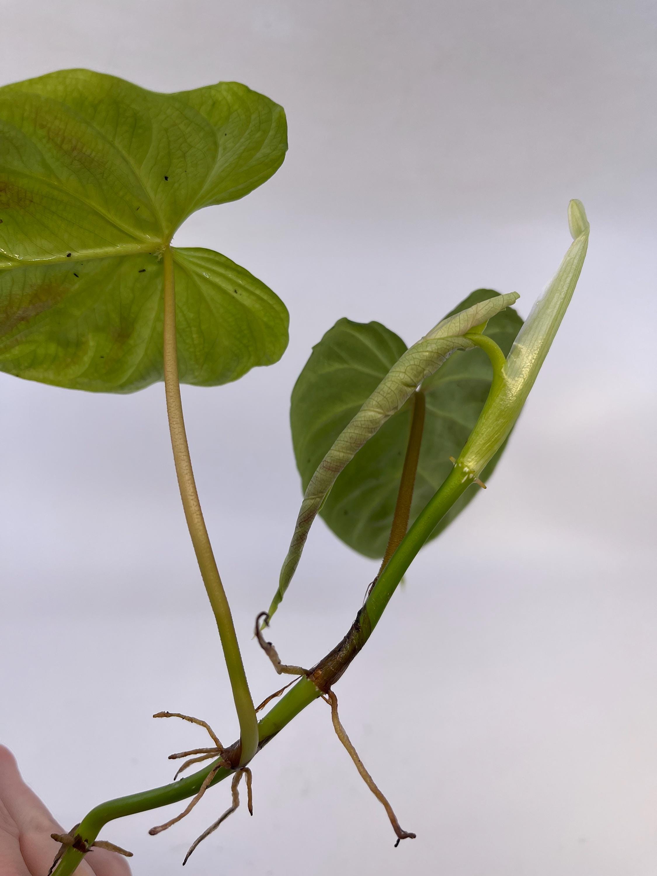 Philodendron sp. verrucosum (Can acclimate to house conditions)