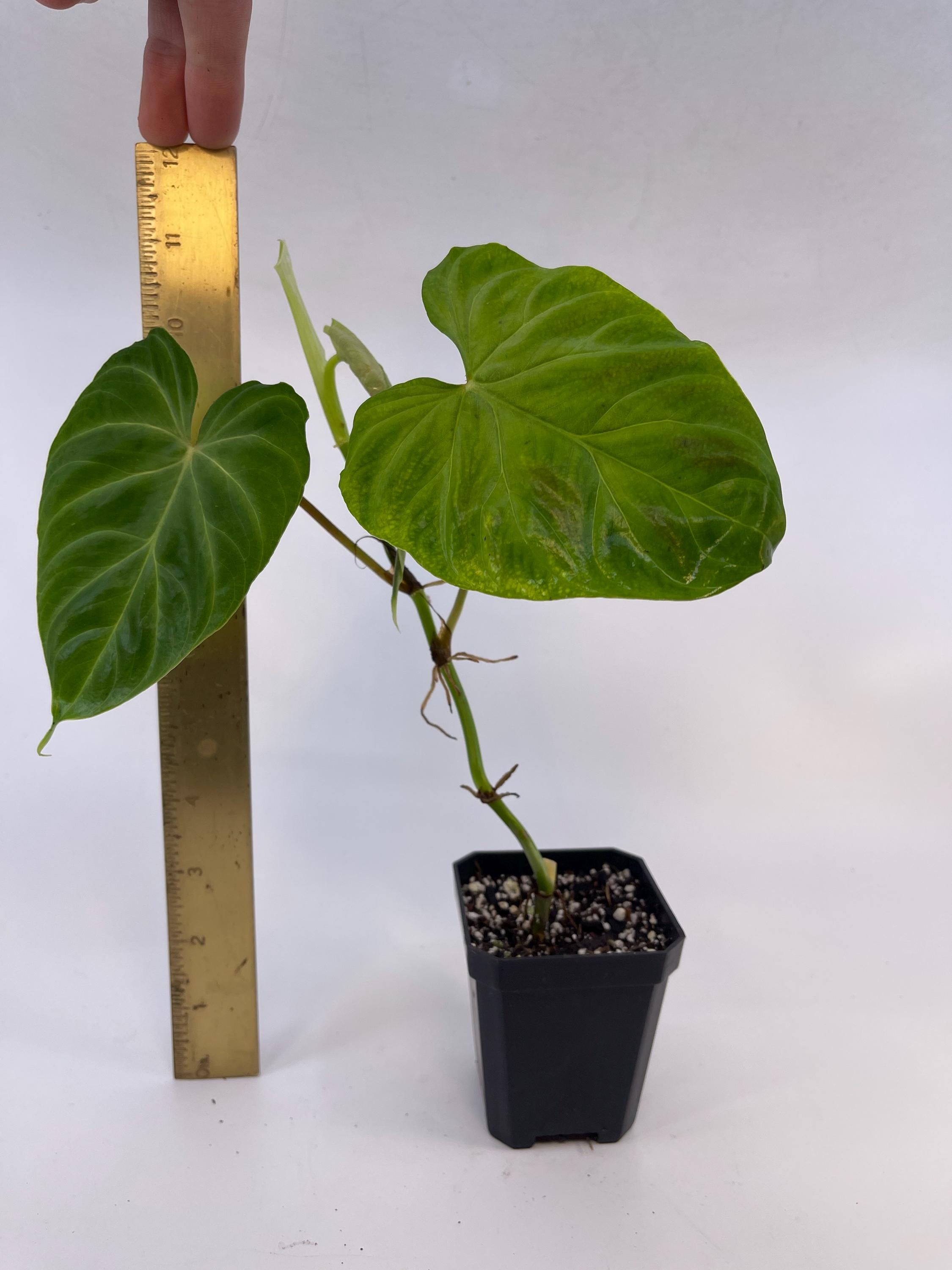 Philodendron sp. verrucosum (Can acclimate to house conditions)