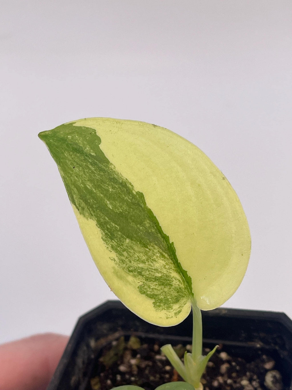 Variegated Jade Scindapsus (Can acclimate to house conditions)