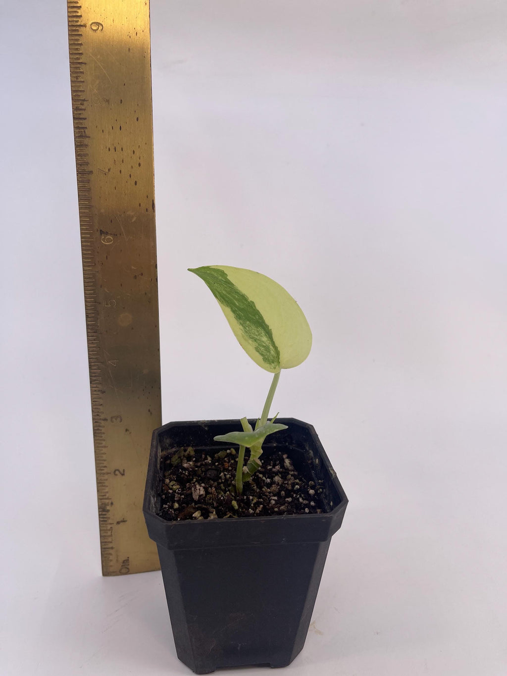 Variegated Jade Scindapsus (Can acclimate to house conditions)