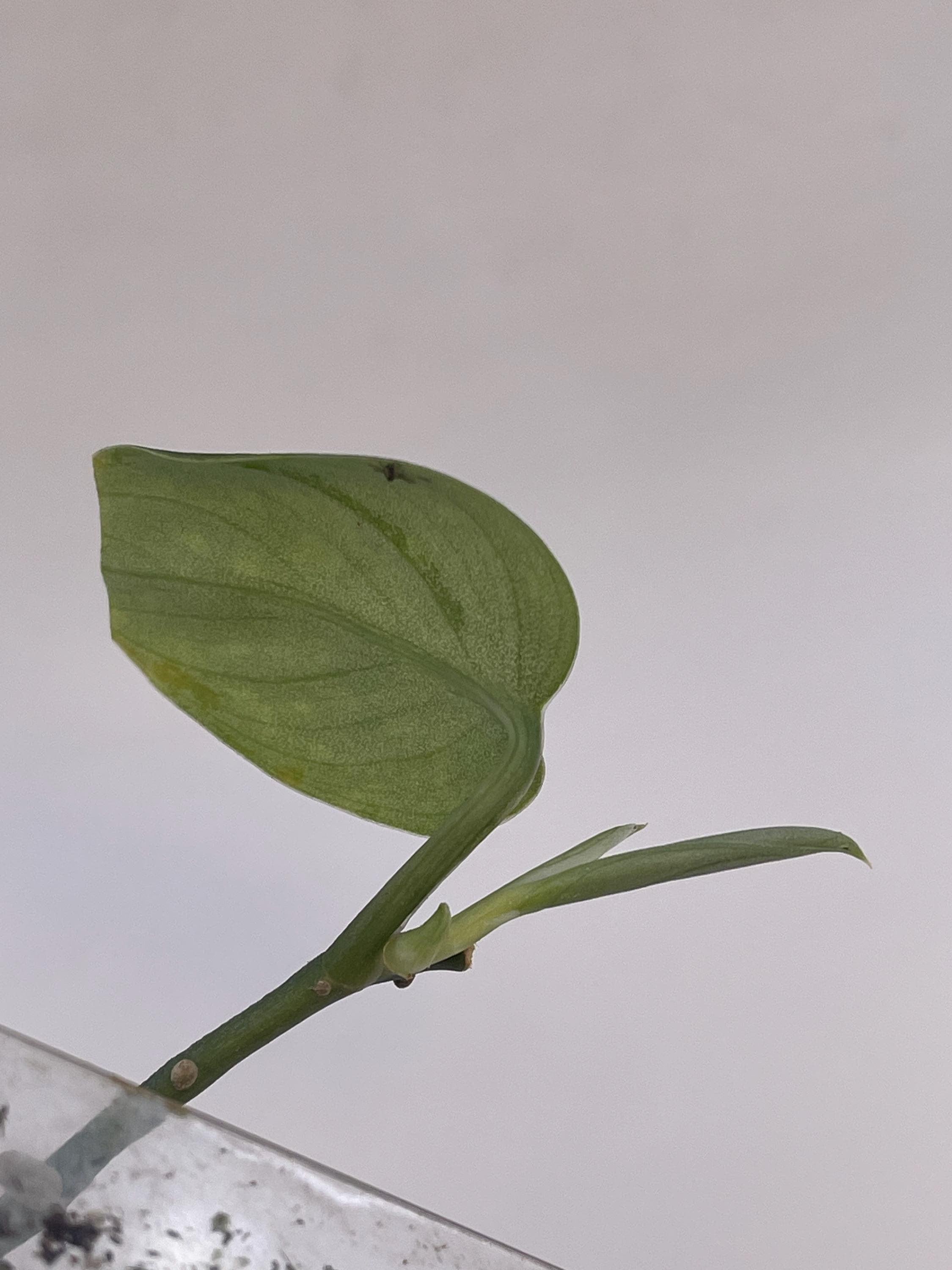Scindapsus pictus ‘Hassk’