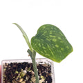 Scindapsus pictus ‘Hassk’