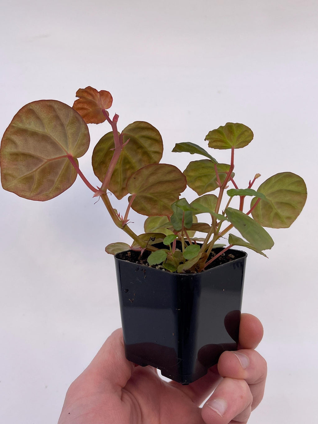 Begonia Botanicaz 85 V.9