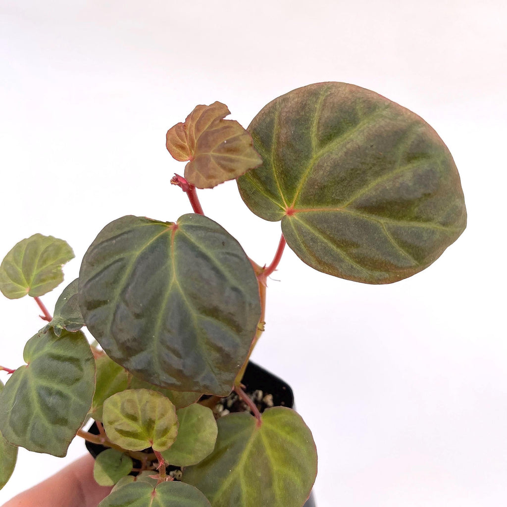 Begonia Botanicaz 85 V.9