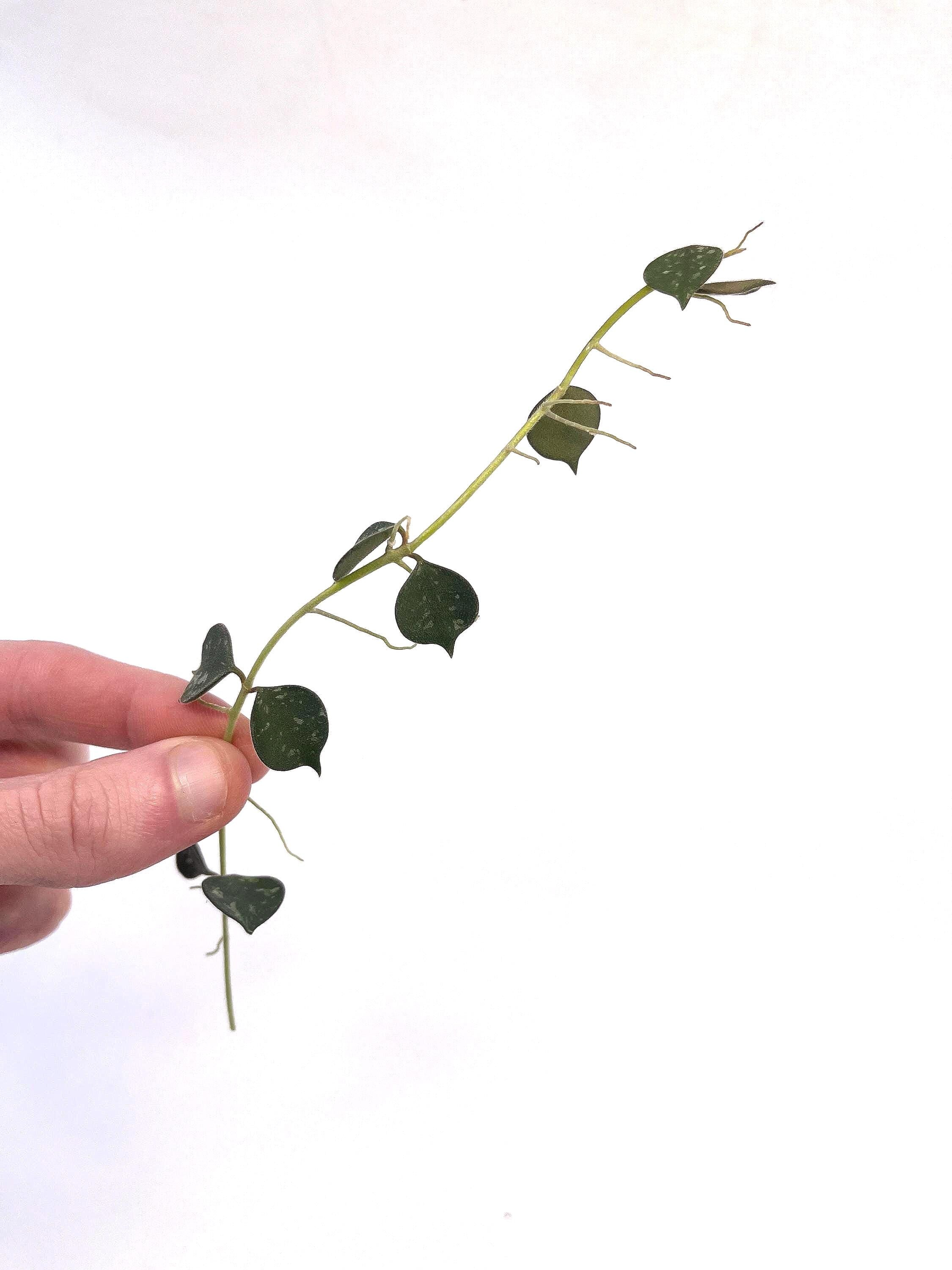 HOYA CUTTING COMBO Hoya Bella Top Cuts (x2) Hoya Endauensis, Hoya Curtisii