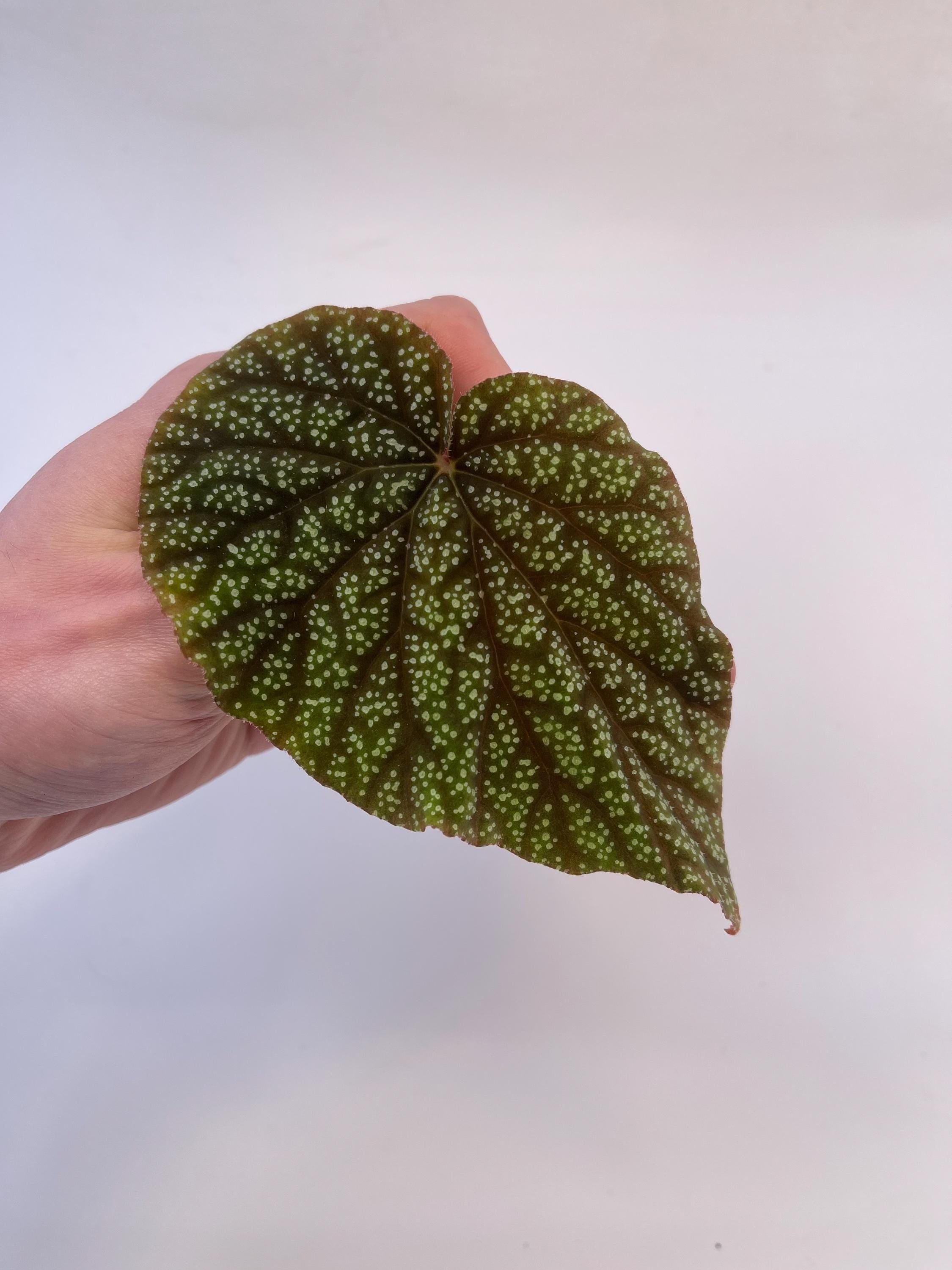 LEAF CUTTING Begonia Botanicaz 135