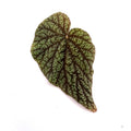 LEAF CUTTING Begonia Botanicaz 135
