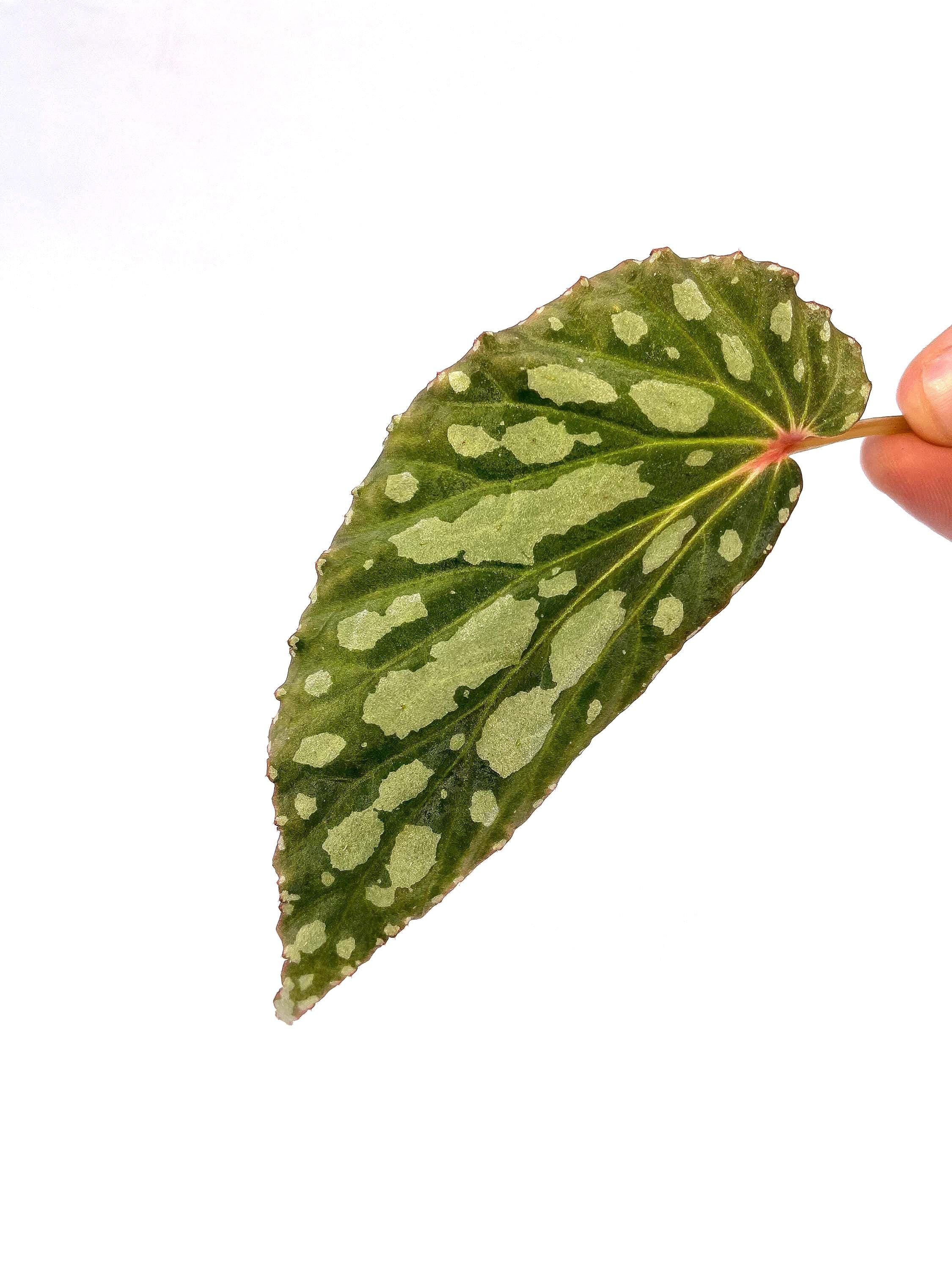 BEGONIA CUTTING COMBO 3 (Leaf Cuts) Botanicaz 222, Botanicaz 135, Botanicaz 85 V.1, and Two Botanicaz 33