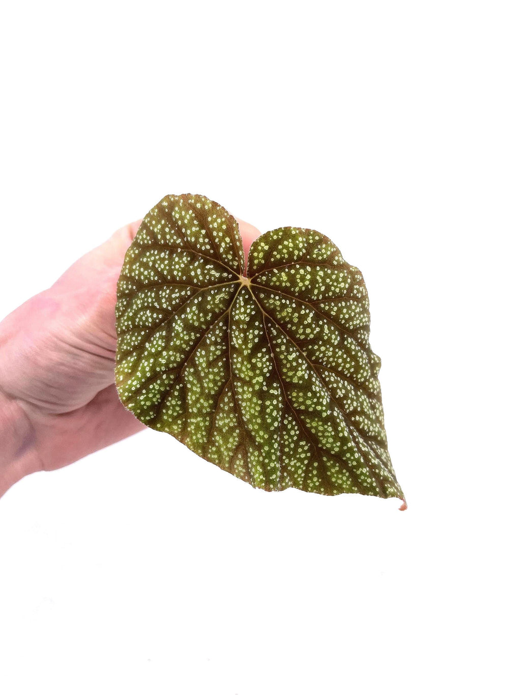 BEGONIA CUTTING COMBO 3 (Leaf Cuts) Botanicaz 222, Botanicaz 135, Botanicaz 85 V.1, and Two Botanicaz 33