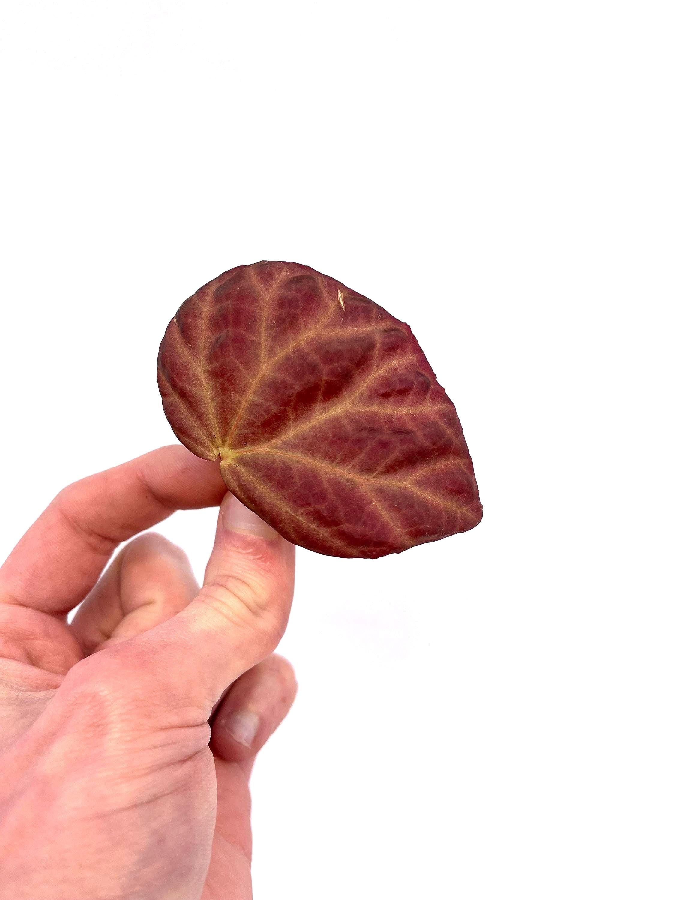 BEGONIA CUTTING COMBO 3 (Leaf Cuts) Botanicaz 222, Botanicaz 135, Botanicaz 85 V.1, and Two Botanicaz 33