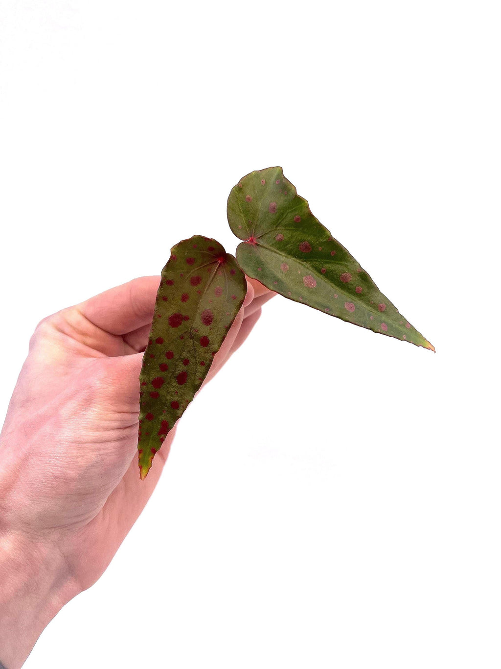 BEGONIA CUTTING COMBO 3 (Leaf Cuts) Botanicaz 222, Botanicaz 135, Botanicaz 85 V.1, and Two Botanicaz 33