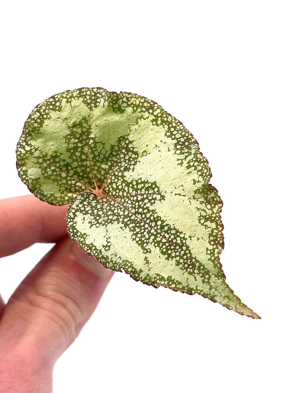 CUTTING COMBO PASTELS (Leaf Cuts) Botanicaz 17 (x2), Botanicaz 80 V.1, and African Violet