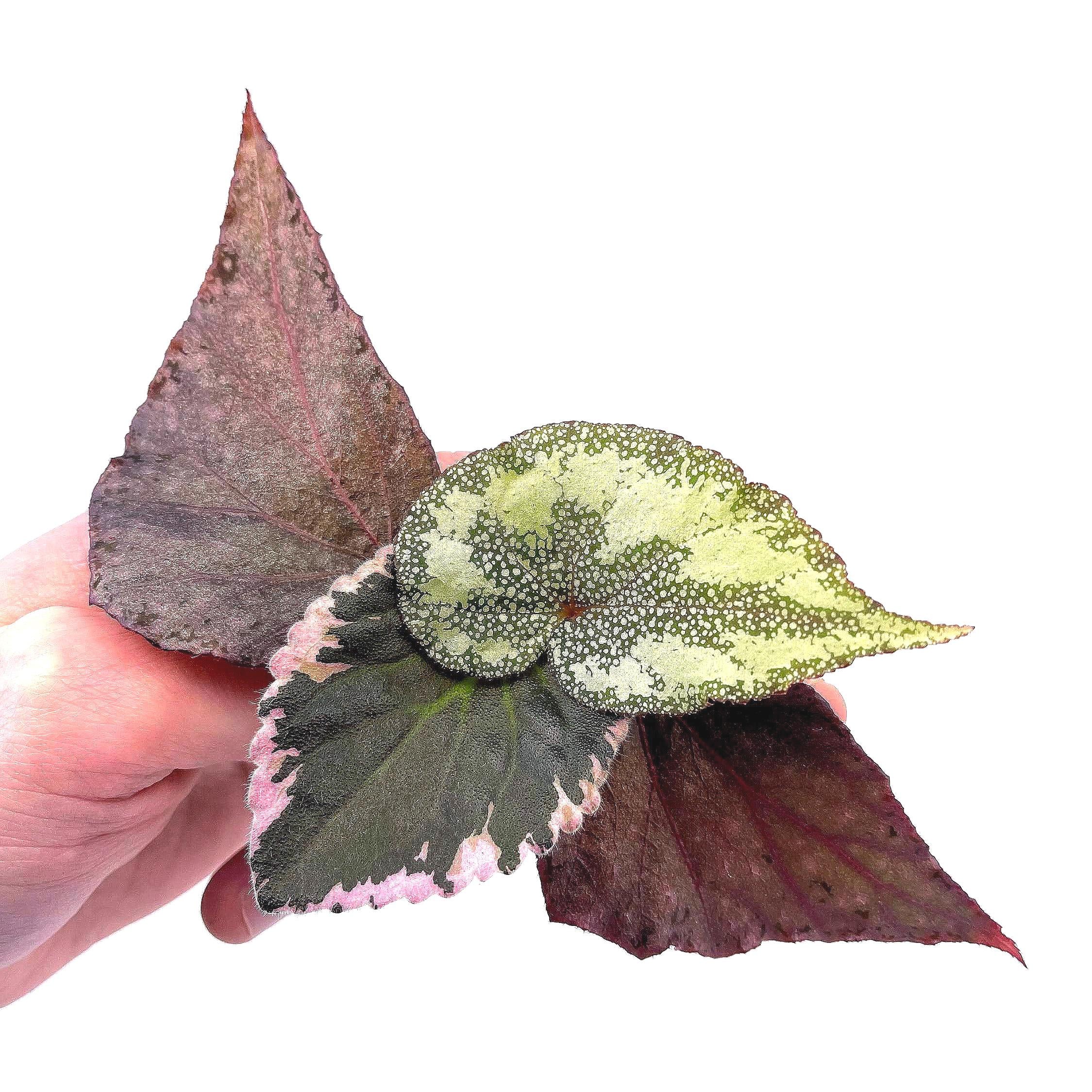 CUTTING COMBO PASTELS (Leaf Cuts) Botanicaz 17 (x2), Botanicaz 80 V.1, and African Violet