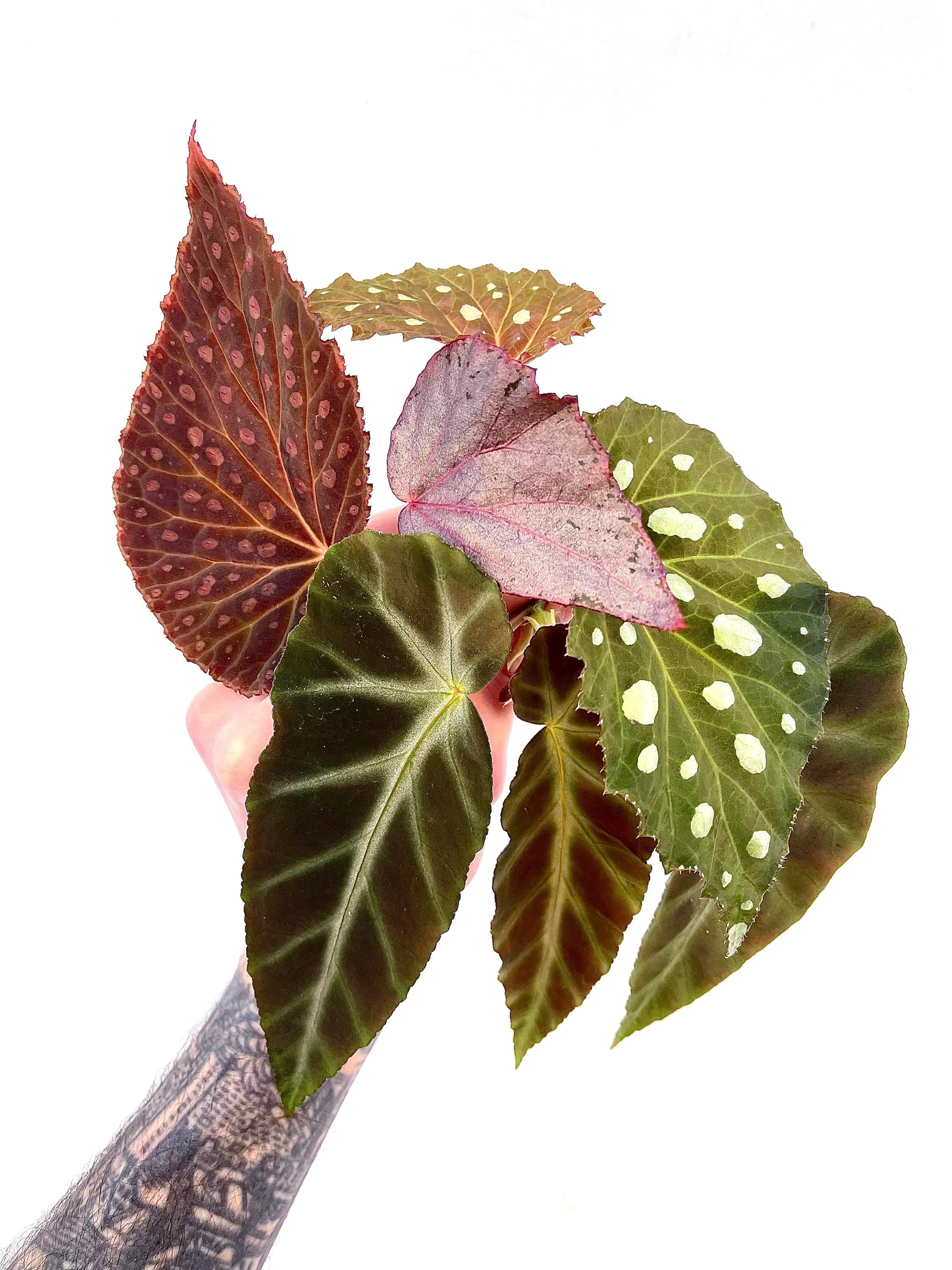 BEGONIA CUTTING COMBO Botanicaz 8, Grey Feather, Botanicaz 17, Super Chloro
