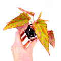 READY SOON Begonia Botanicaz 33 Begonia malachosticta x Begonia amphioxus (Can acclimate to house conditions) Fragrant Blooms