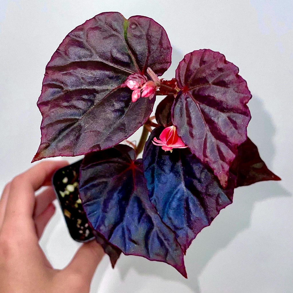 Begonia Botanicaz 101 V.2