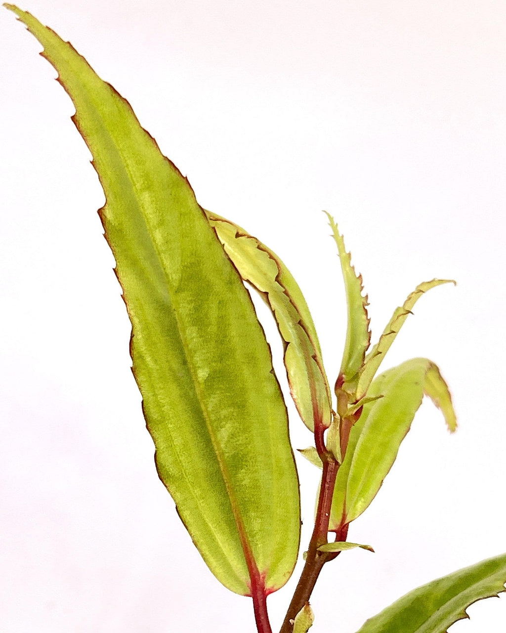 Begonia sp. xiphophylla