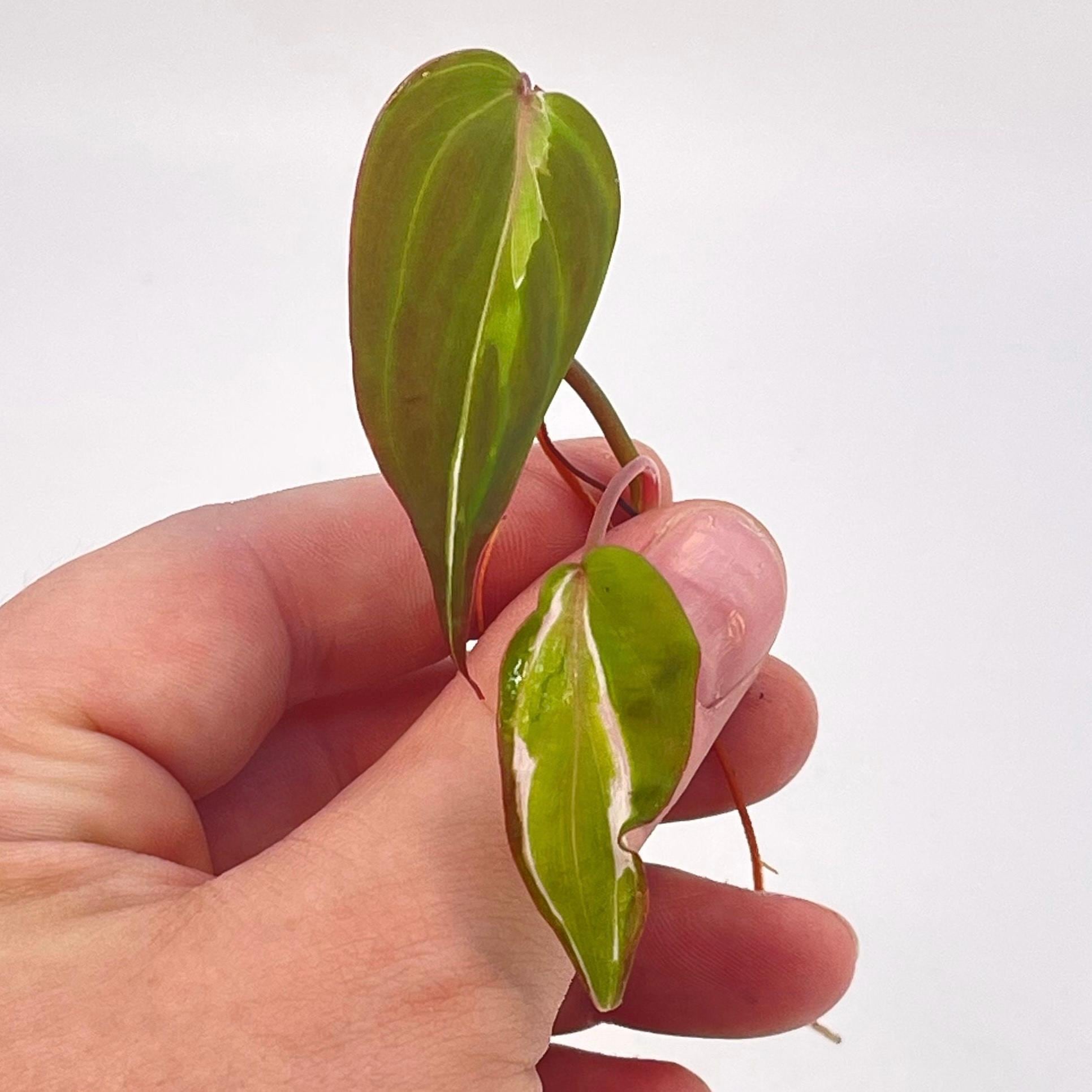 One FREE Per Item Purchased Variegated Philodendron Micans ‘Velvet Halo’ MID CUTTING (Can acclimate to house conditions)