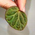 One FREE Per Item Purchased LEAF CUTTING Begonia Botanicaz 85 V.3
