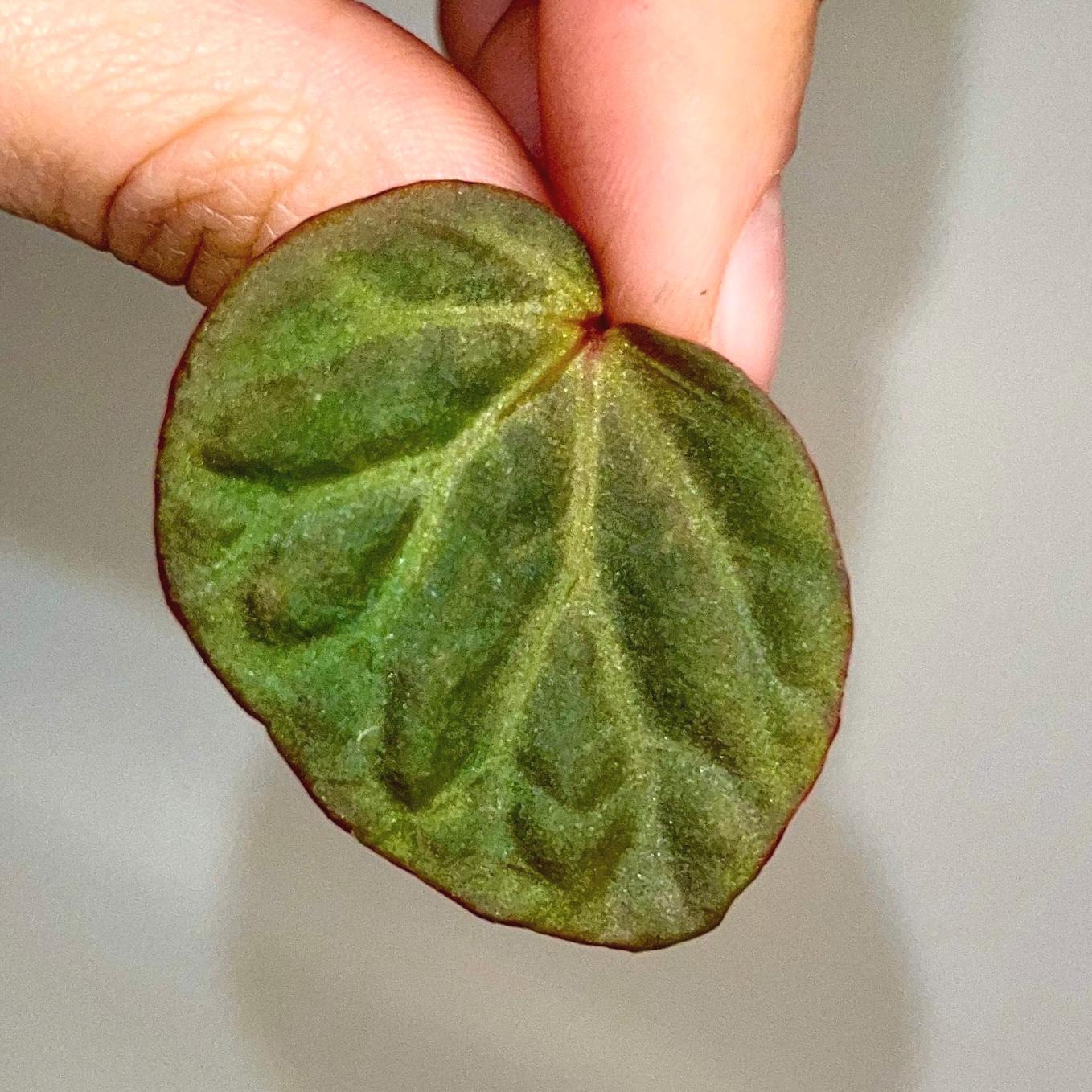 One FREE Per Item Purchased LEAF CUTTING Begonia Botanicaz 85 V.3