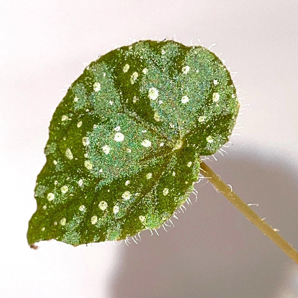 LEAF CUTTING Begonia sp. NoID