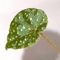 LEAF CUTTING Begonia sp. NoID