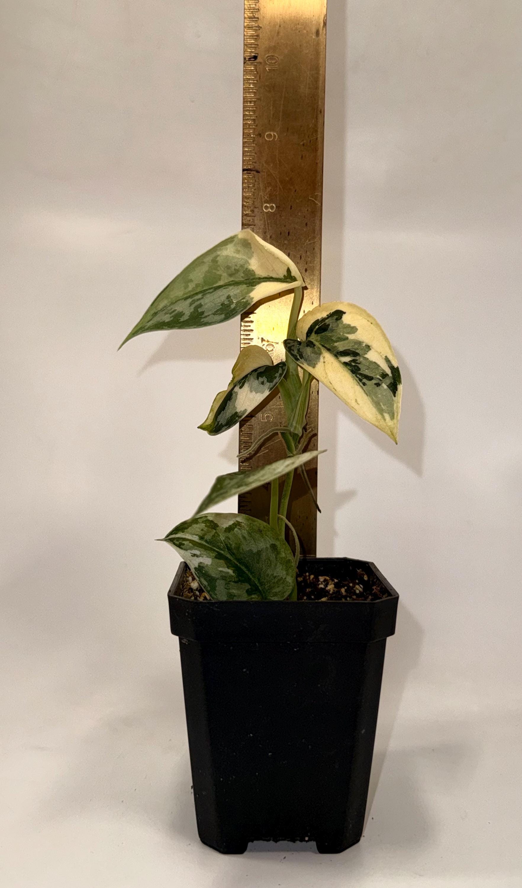 Variegated Scindapsus Mayari (Can acclimate to house conditions)