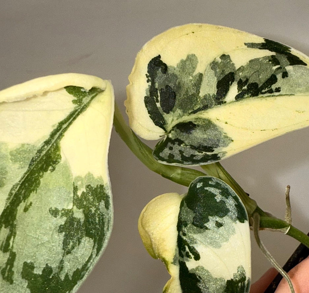 Variegated Scindapsus Mayari (Can acclimate to house conditions)