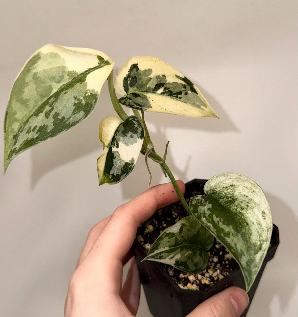 Variegated Scindapsus Mayari (Can acclimate to house conditions)