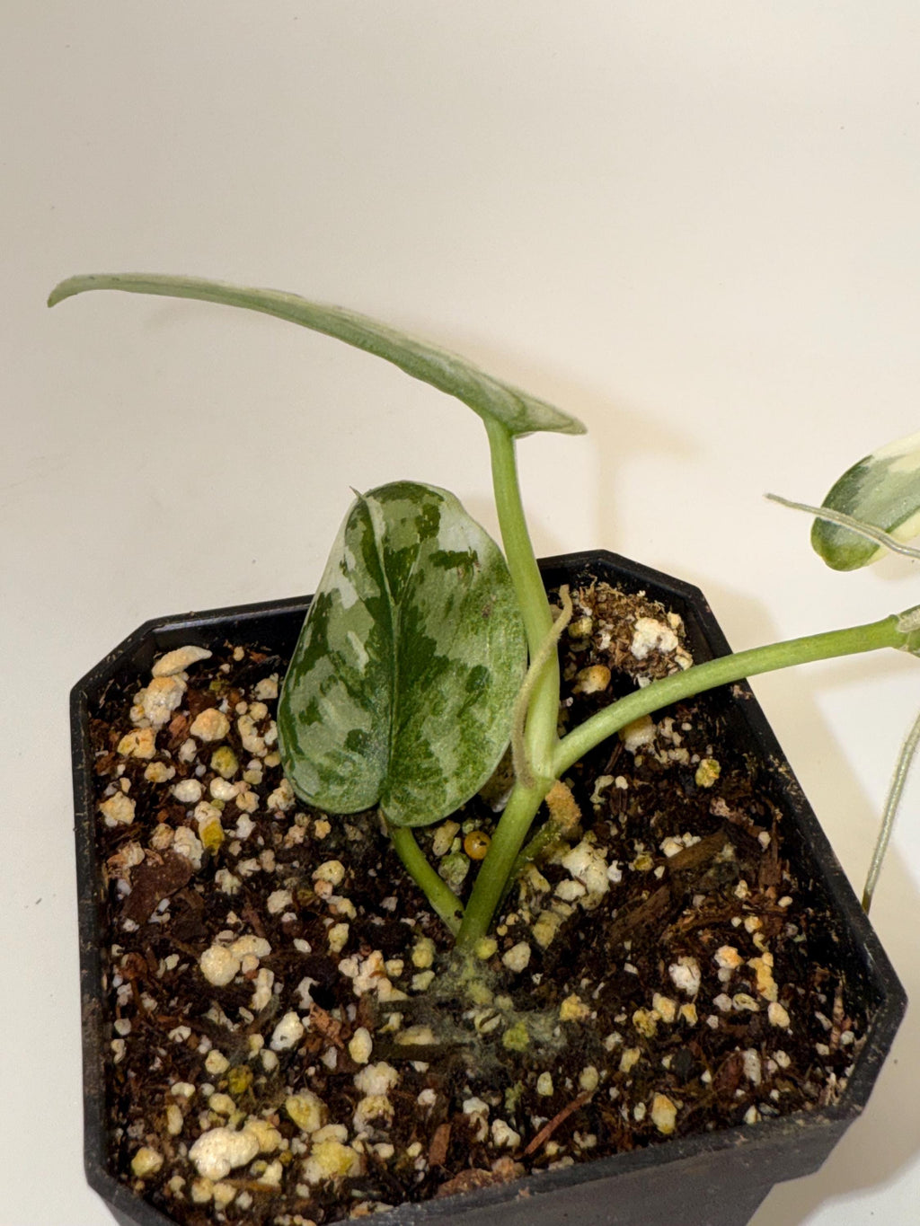 Variegated Scindapsus Mayari (Can acclimate to house conditions)