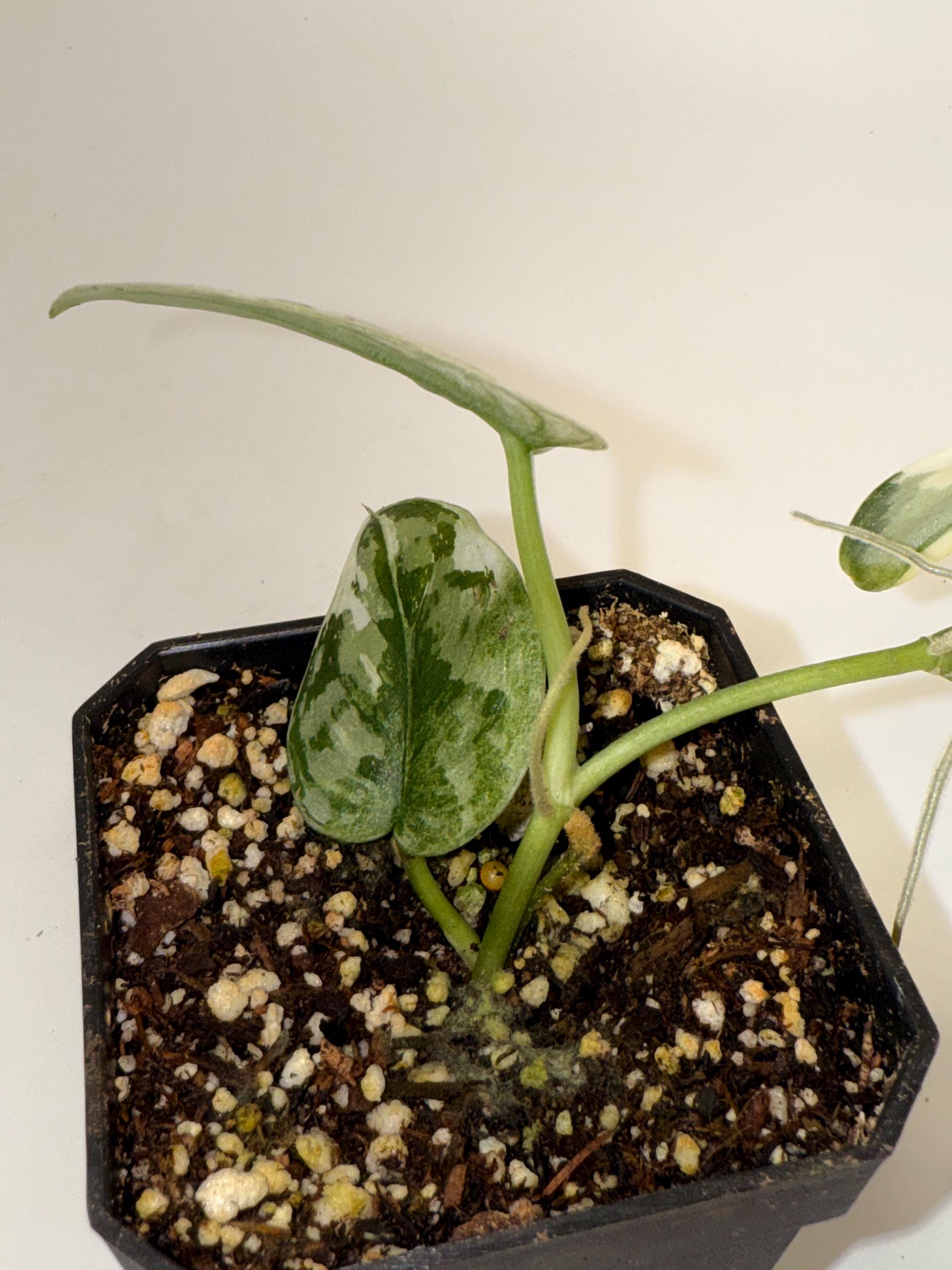Variegated Scindapsus Mayari (Can acclimate to house conditions)
