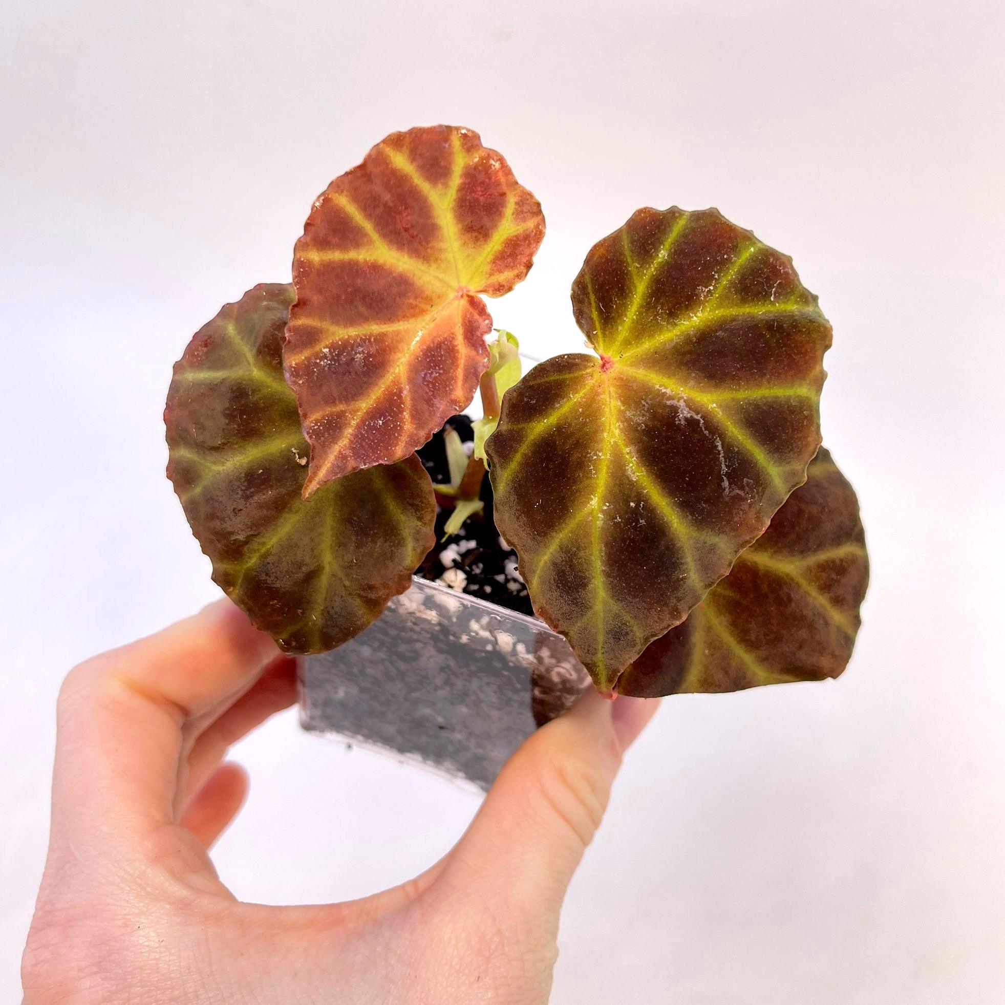 Begonia sp. rubida