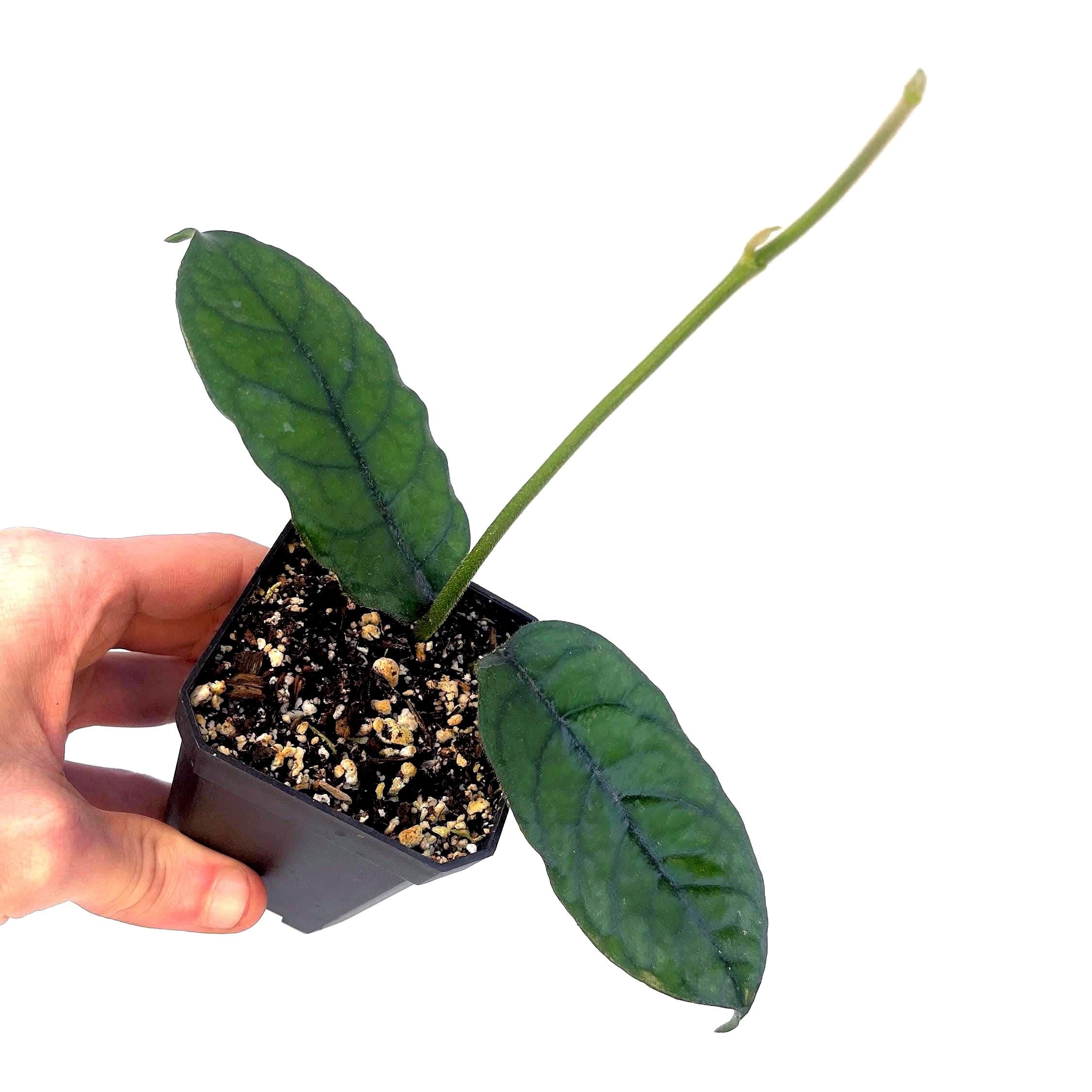 Hoya aff. villosa Caó Dang Vietnam