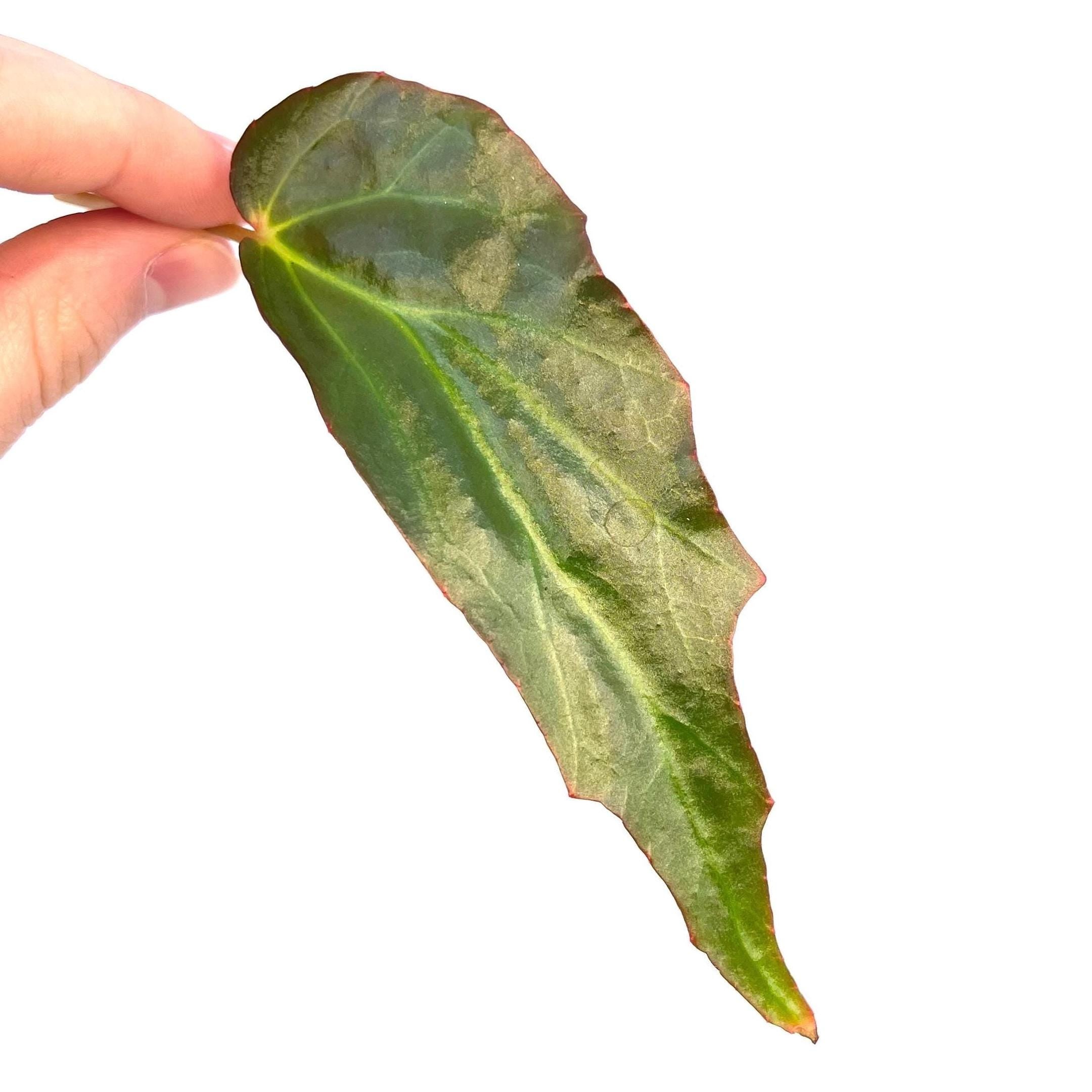 One FREE Per Item Purchased LEAF CUTTING Begonia sp. borneensis (Can acclimate to house conditions)