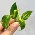 TOP CUT Philodendron genevievianum