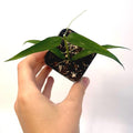 Hoya burmanica (Can acclimate to house conditions)