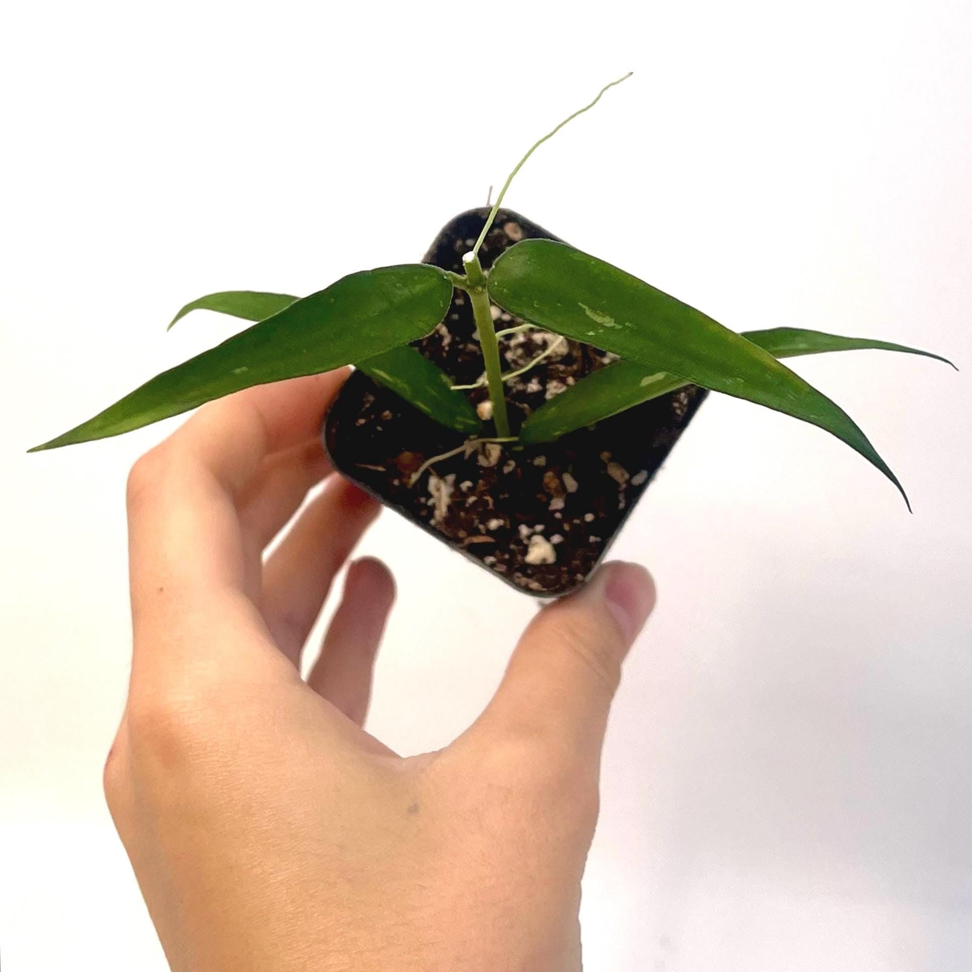 Hoya burmanica (Can acclimate to house conditions)
