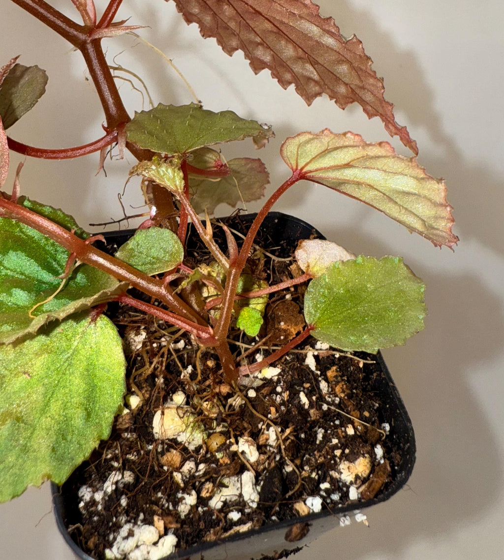 Begonia Botanicaz 98 V.3