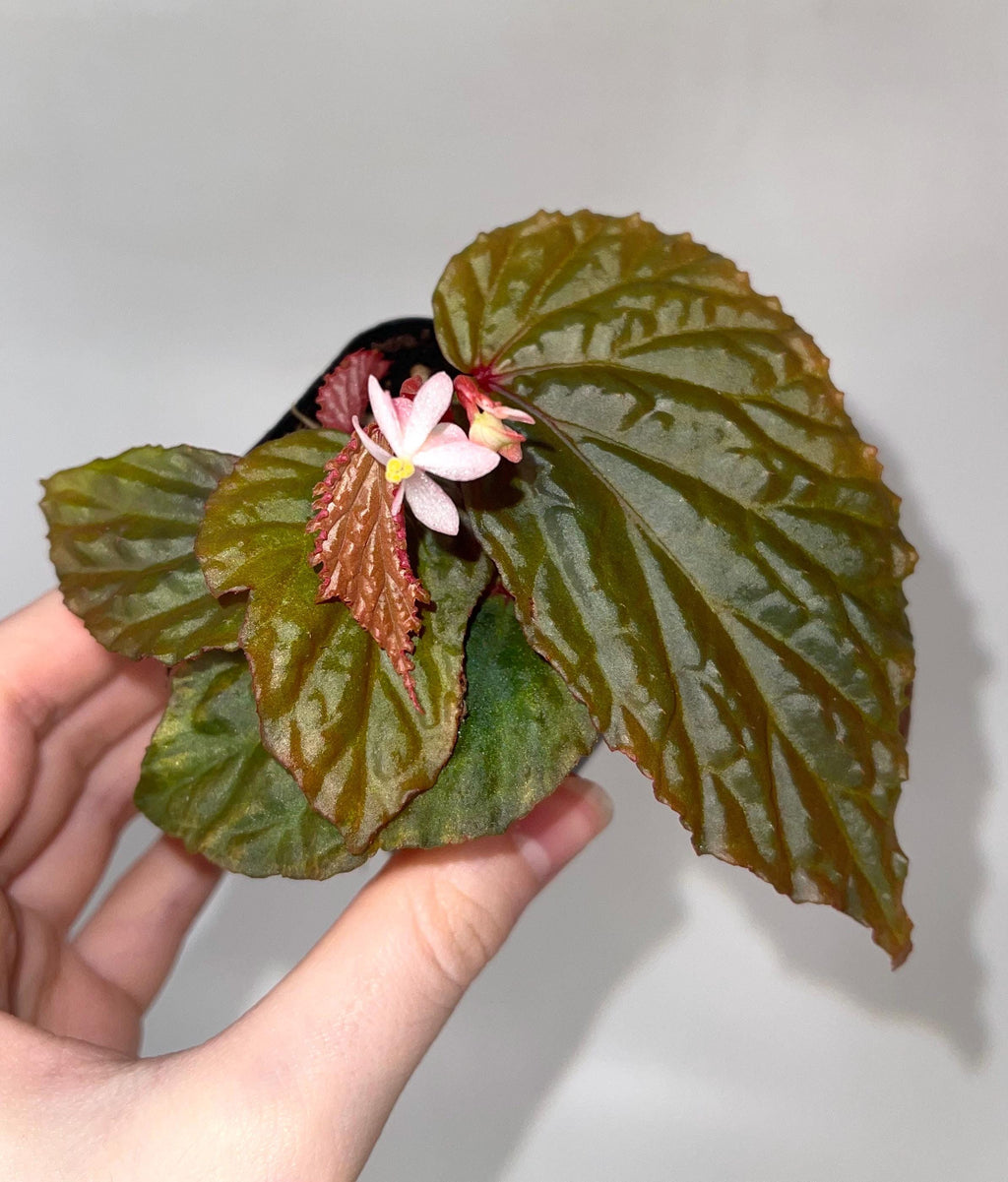 Begonia Botanicaz 98 V.5