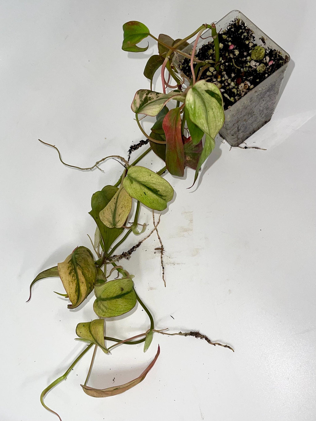 Variegated Philodendron Micans ‘Mint’
