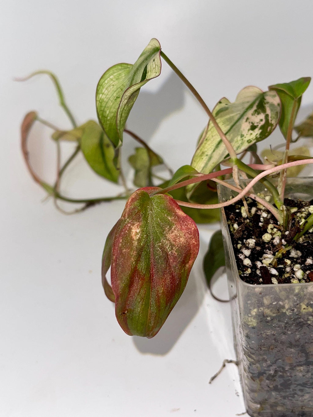 Variegated Philodendron Micans ‘Mint’