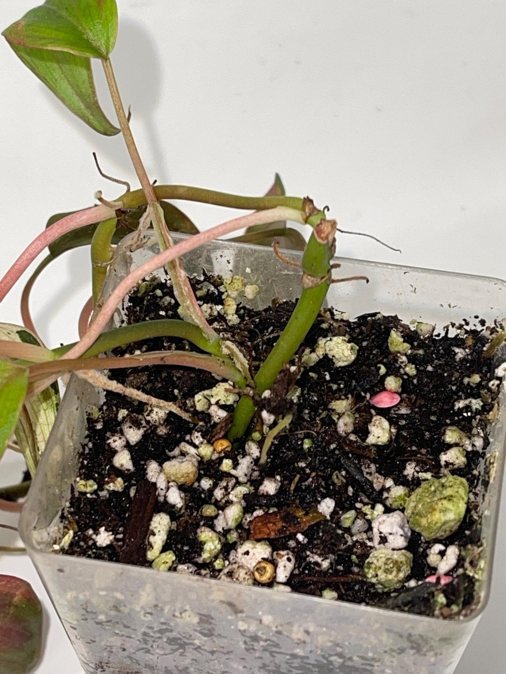Variegated Philodendron Micans ‘Mint’