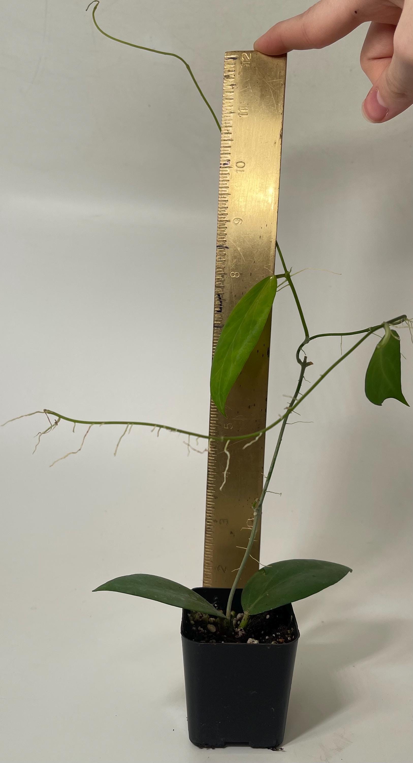 Hoya sp.